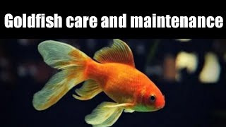 Goldfish care for beginners  Goldfish feeding  Goldfish water temperatureTips for Goldfish tank [upl. by Acenes653]