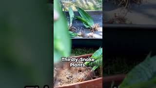 Best Plants to Propagate 🌿🪴youtubeshorts plants shortsvideo shorts short propagation [upl. by Ymij]