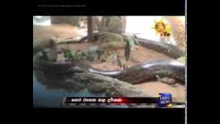 Anaconda eats her partner in Dehiwala [upl. by Khudari]