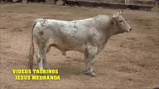 ¡Espectacular Valfermoso 2019 Suelta de Toros [upl. by Ailehs351]