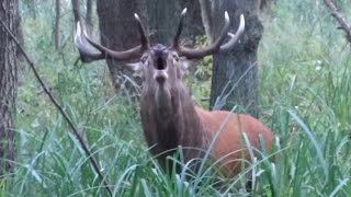 Rykowisko  zwabiony jeleń byk  hirschbrunft  red stag calling [upl. by Aitel]