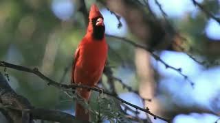 CARDINAL BIRD BEAUTIFUL SINGING [upl. by Ajnek]