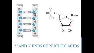 5 3 ends of DNA and RNA [upl. by Ayak]