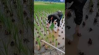 चीन के किसान धान की कटी हुई फसल में गेहूं की क्यों बुवाई करते हैं wheat paddy satisfying [upl. by Ethan292]