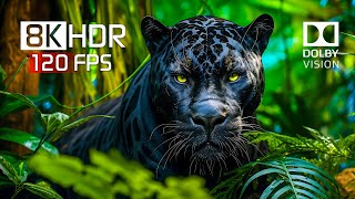 Best of Dolby Vision for 2024  8K HDR Video ULTRA HD 120FPS [upl. by Pruchno]