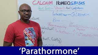 Calcium Homeostasis – Parathyroid Hormone [upl. by Anaihr]