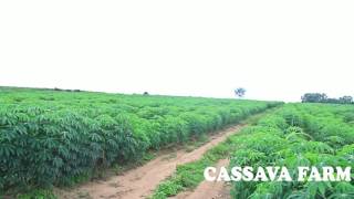 Niji farm Cassava Plantation [upl. by Middendorf]