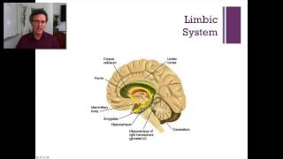 Lecture 3 Subcortical Regions [upl. by Rawdon]