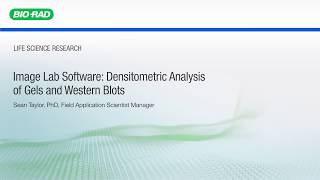 Image Lab Software Densitometric Analysis of Gels and Western Blots [upl. by Jenette]