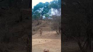 Lions Pride with Babys wildlife animals shortsfeed viralvideo [upl. by Yttiy420]