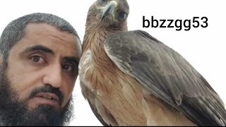 تدريب العقاب من لحظة الحصول عليه وحتى مراحل الهدد المتعددة  Bonellis Eagle  برادران عقاب پرندہ [upl. by Refotsirk]