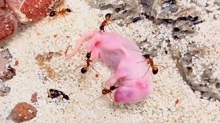 Falling from the nest the little squirrel struggled to escape the ants Its mother left because [upl. by Darsey]