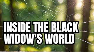 Deadly Beauty The Black Widow Spiders Hidden World [upl. by Christos800]