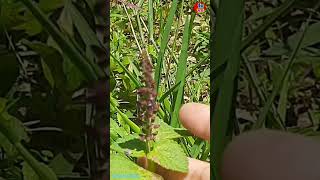 LAMIACEAE Foyuu nature flora plants shorts shortvideo short shortsvideo viralvideo fyp [upl. by Yelhs]