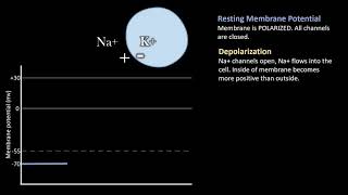 Depolarization vs Repolarization Action Potentials [upl. by Miett]