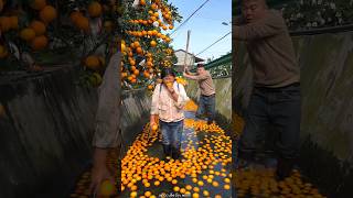 Beautiful Fresh Orange 🍊🍊 Harvesting from Farm With Rural Farmer 🍊🍊 shorts satisfying [upl. by Flo]