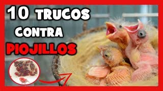 Como EVITAR y ELIMINAR PIOJILLOS y ACAROS en CANARIOS y PAJAROS 🐤 La CRIA DE CANARIOS [upl. by Nove64]