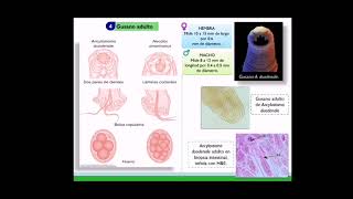 Ancylostoma duodenale [upl. by Siocnarf618]