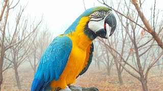 Blue and Gold Macaw Screaming Loud  Macaw Natural Sounds and Calls in Fog [upl. by Nonohcle962]