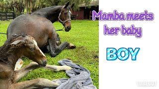 Maiden mare has her first foal Full video of the foaling and first hours [upl. by Aynav]