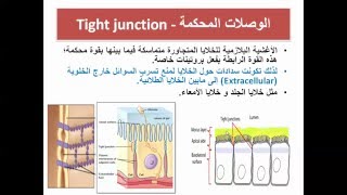 الروابط بين الخلوية مفاصل الخلايا Intercellular junctions [upl. by Lehcir825]