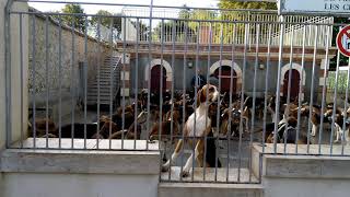 Rencontre avec les chiens des chenils de Cheverny [upl. by Egiarc]