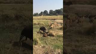 Lions killing bufallow calf [upl. by Euqilegna]