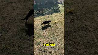 backyard cats vs addictive cool cat toys 😎 shorts [upl. by Ybeloc]