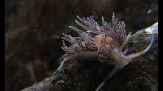 nudibranch eating nudibranchs [upl. by Jorey809]