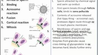 The Process of Fertilization IB Biology [upl. by Eibur]