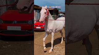 Anthiyoor horse market anthiyur kuthira horse horsemarketindia shots shortsvideo shots [upl. by Etnahc]