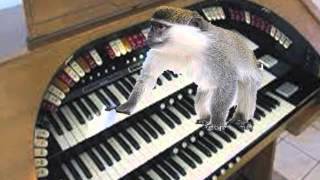 Monkey Playing Funny Organ Music [upl. by Apollus]