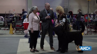 2019 Raleigh Kennel Club Dog Show [upl. by Chaudoin]