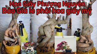 phôi hoa giấy mỹ Gôcd lớn nhỏ đầy đủ giao lưu [upl. by Aile794]