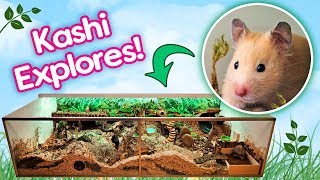 Hamster quotKashiquot Explores Her Rainforest Cage for the First Time [upl. by Adnawot]