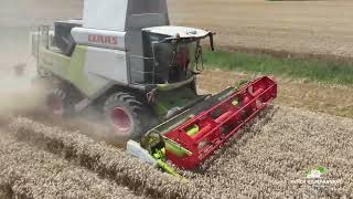 CLAAS TRION 520 A LA MOISSON BLE TENDRE 2024 [upl. by Malcah]