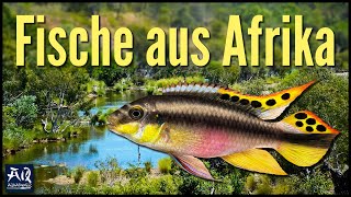 Fische aus Afrika für dein Aquarium  AquaOwner [upl. by Heman]