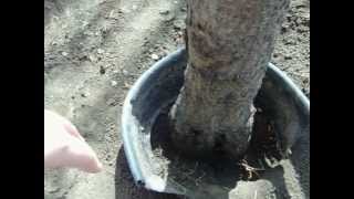 How to Get Rid of Peach Tree Borers [upl. by Carberry972]