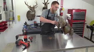 Flying Pheasant Taxidermy Mounting Course step by step  9 Attaching bird to driftwood [upl. by Arait706]