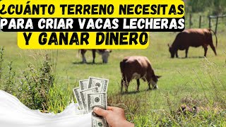 ¿Cuánto Terreno Necesitas para Criar Vacas Lecheras y ganar dinero [upl. by Forrer902]