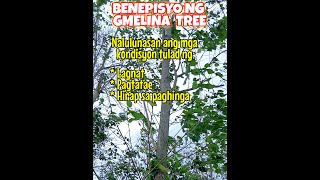 Benepisyo ng Gmelina Tree [upl. by Acim]