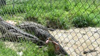 Nile Crocodile feeding frenzy at the Everglades Alligator Farm Florida USA 2011 [upl. by Levram]