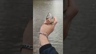 SA carp fishing Olifandsnek damviralvideo freshwaterfish youtubeshorts carpfishing carphunter [upl. by Akiria]