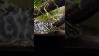 L134 Leopard Frog Pleco freshwaterfish aquarium fishhobbyist aquriumhobby fishtank [upl. by Hafital132]