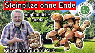 Steinpilze ohne Ende im Park  Pilze sammeln im Frühsommer 2024 [upl. by Nwahser]