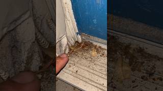 TERMITE SWARMING Season in Florida Termites [upl. by Neroc]