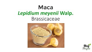 Maca Lepidium meyenii an adaptogenic herb for libido and male fertility [upl. by Marozik841]