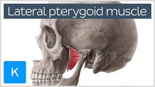 Function of the Lateral Pterygoid Muscle  Human Anatomy  Kenhub [upl. by Feenah205]