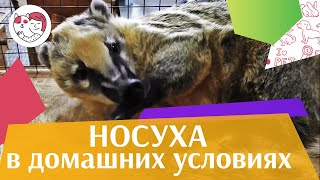 4 причины завести носуху на ilikepet [upl. by Anjali269]