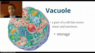 A QUICK Review of Cell Organelles from 7th Grade [upl. by Lejna]